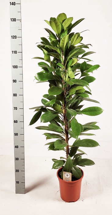<h4>FICUS CYATHISTIPULA</h4>