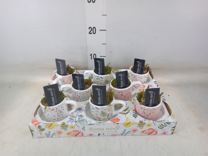 <h4>Arr.  Muscari L%</h4>