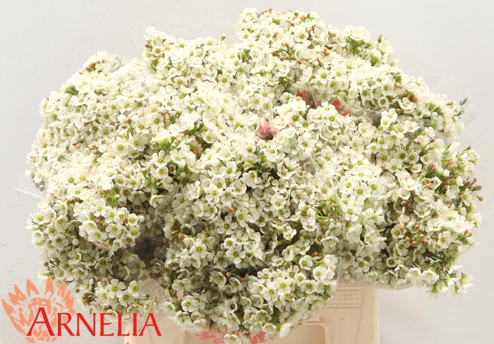 <h4>Chamelaucium Dawn Pearl</h4>