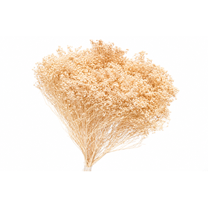 Dried Bleached Broom Bloom