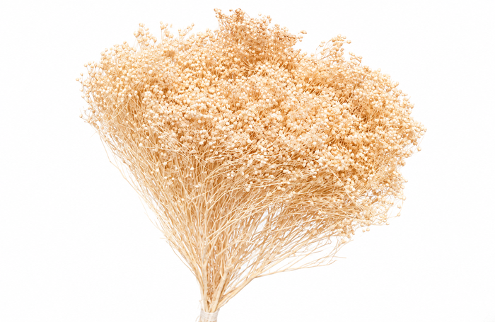 <h4>Dried Bleached Broom Bloom</h4>