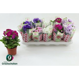 PRIM OB SWEETK A GEM