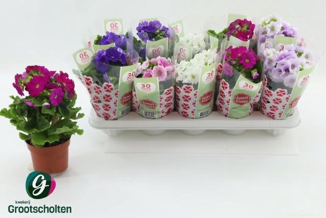 <h4>PRIM OB SWEETK A GEM</h4>