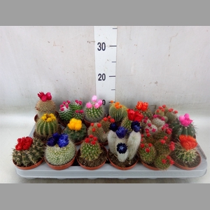 Cactus   ...decorated