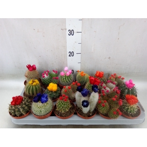 Cactus   ...decorated
