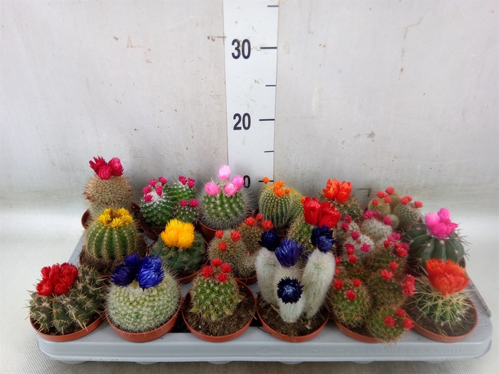 <h4>Cactus   ...decorated</h4>