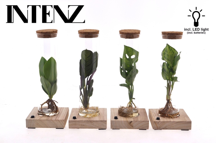 <h4>Kamerplanten</h4>