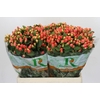 Hypericum Magical Royal Princess