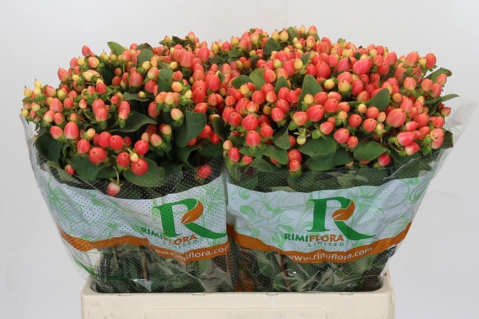 Hypericum Magical Royal Princess