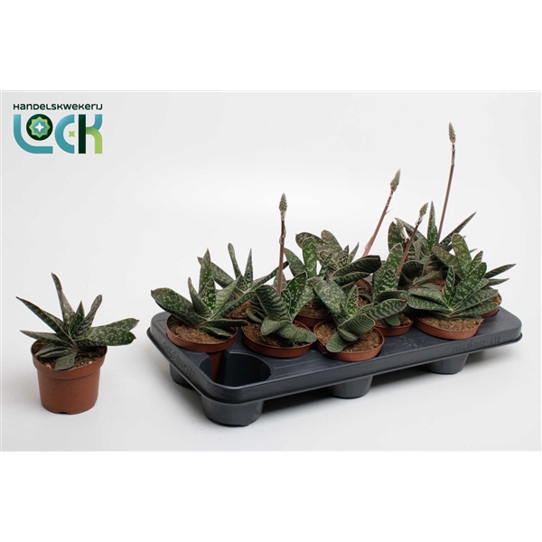 <h4>Gasteria Amour</h4>