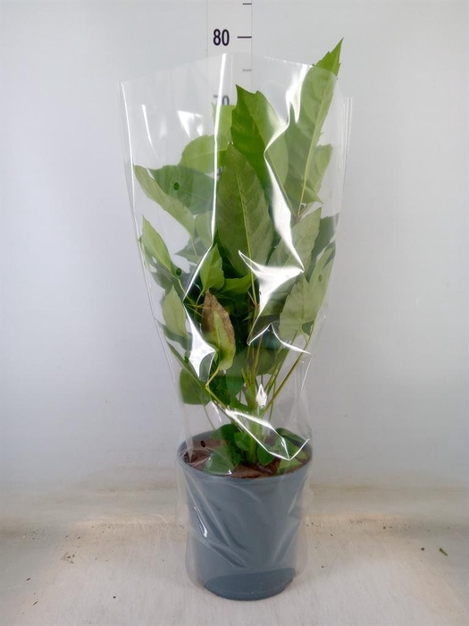 <h4>Schefflera actin.</h4>