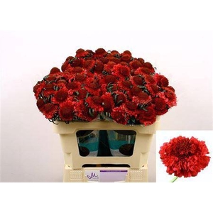 Scabiosa Cherry Scoop