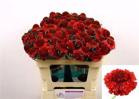 <h4>Scabiosa Cherry Scoop</h4>