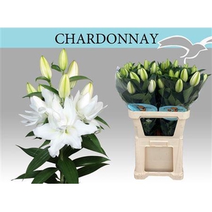 Li Or Du Chardonnay 5+