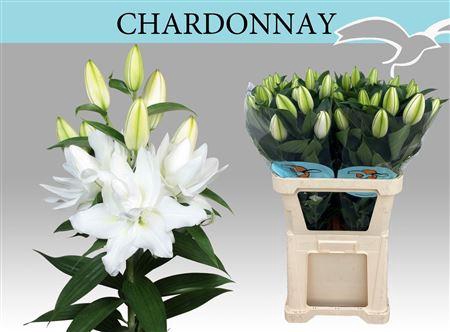 <h4>Li Or Du Chardonnay 5+</h4>