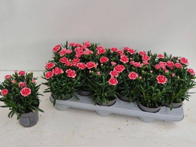 <h4>DIAN OSC PINK</h4>