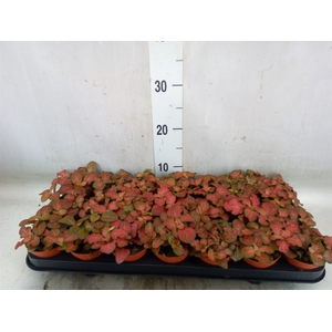 Fittonia verschaf. 'Forest Flame'