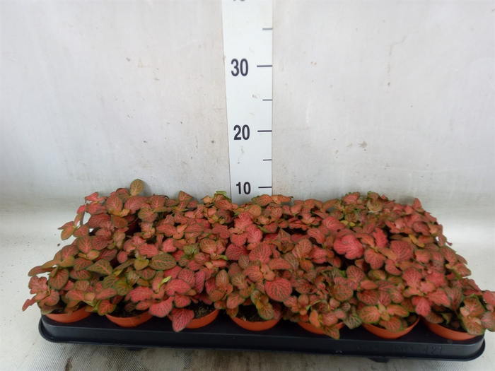 <h4>Fittonia verschaf. 'Forest Flame'</h4>
