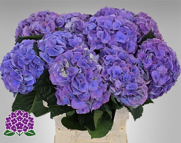 <h4>HYDR M MY RIVIERA</h4>