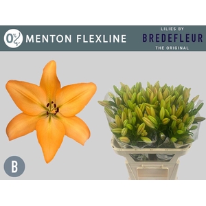 LI LA MENTON FLEXLINE