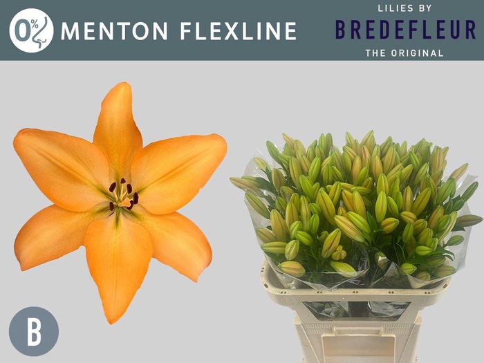 <h4>LI LA MENTON FLEXLINE</h4>