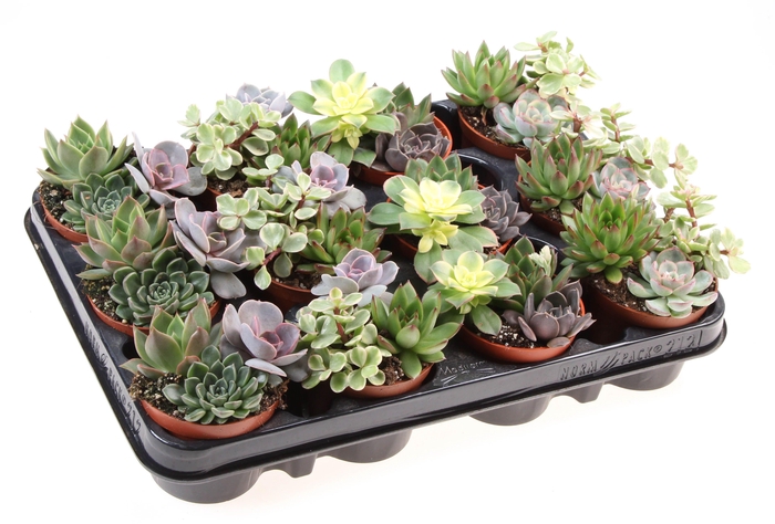 <h4>Succ Gemengd Trio</h4>