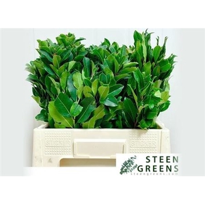 Arbutus Unedo