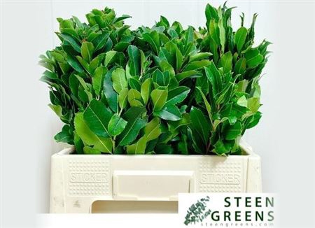 Arbutus Unedo