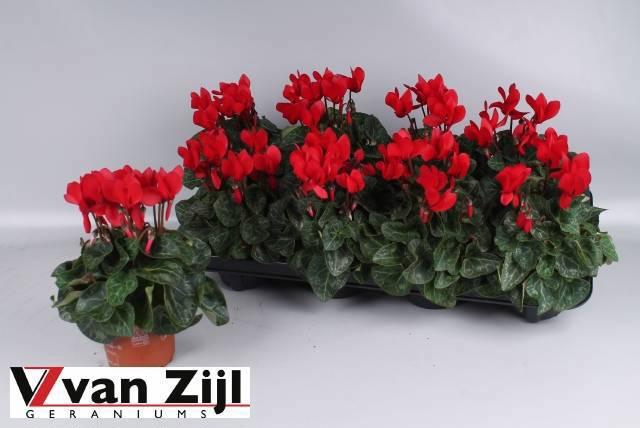 <h4>CYCL KL SUP CARINO</h4>