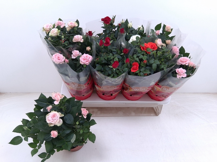 <h4>RO FAV RO GEM 4 SRT</h4>