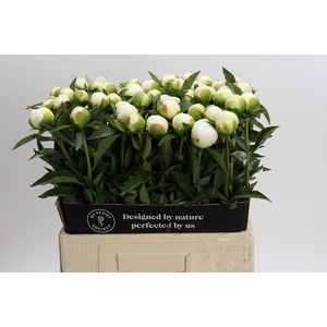 Paeonia Duchesse De Nemours