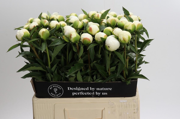 Paeonia Duchesse De Nemours