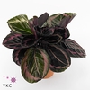 Calathea Roseo little Princess 14Ø 50cm