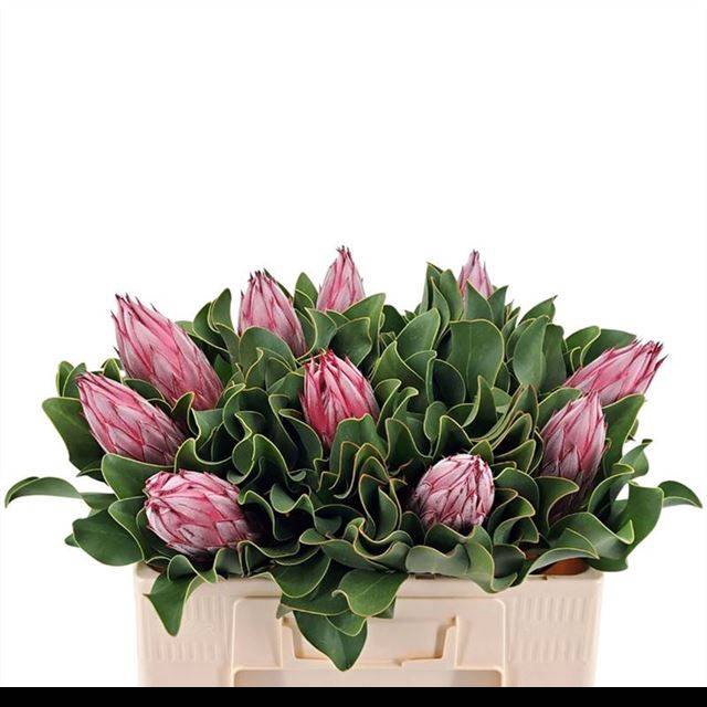 <h4>PROTEA CY CLARE</h4>