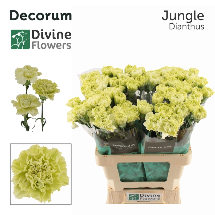 <h4>Di St Jungle Divine</h4>