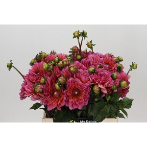 Dahlia DE 'Salmon Runner'