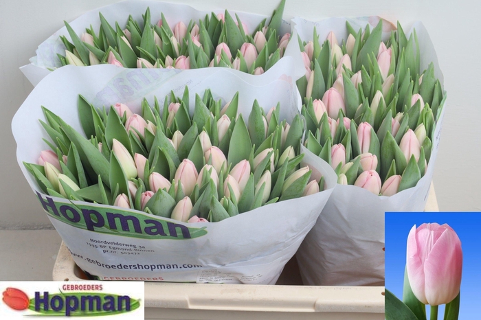 <h4>TU EN DYNASTY</h4>