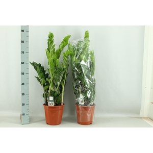 ZAMIO ZAMIIFOLIA