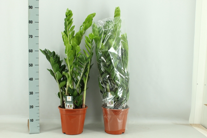 <h4>ZAMIO ZAMIIFOLIA</h4>