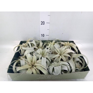 Tillandsia xerographica