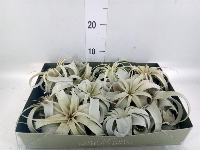 <h4>Tillandsia xerographica</h4>