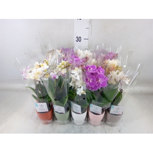 Phalaenopsis   ...mini