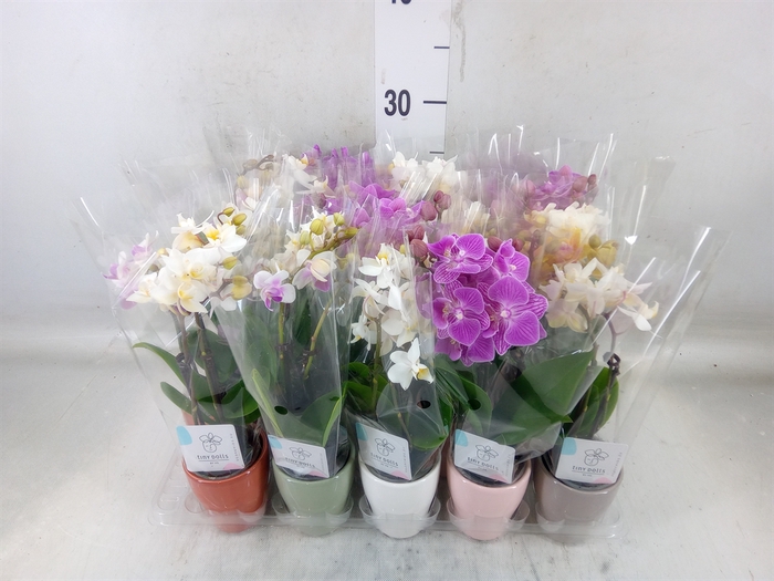 <h4>Phalaenopsis   ...mini</h4>