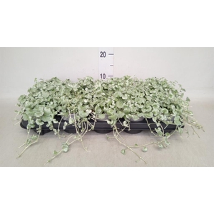 Dichondra argentea 'Silver Falls'