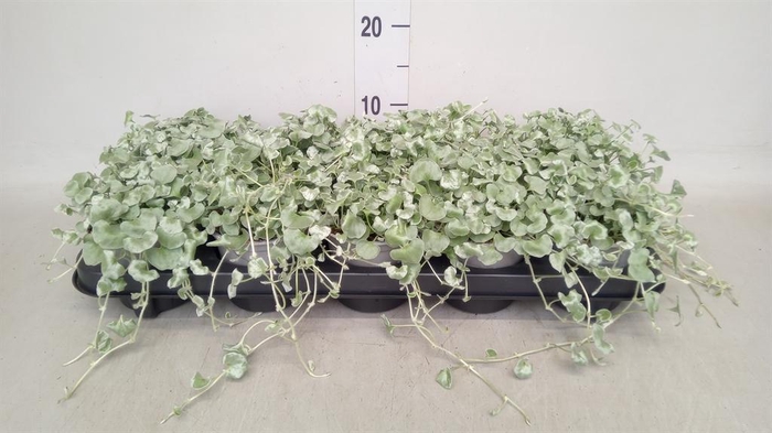 <h4>Dichondra argentea 'Silver Falls'</h4>