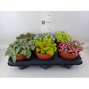 Fittonia   ...mix