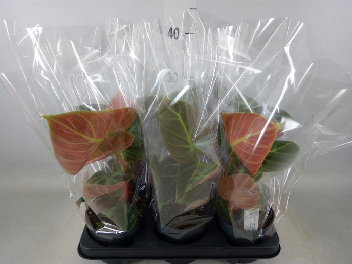 <h4>Philodendron   ...</h4>