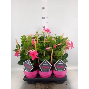 Mandevilla am. 'Sundav Pink'