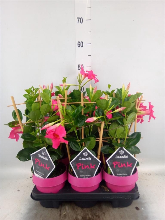 <h4>Mandevilla am. 'Sundav Pink'</h4>