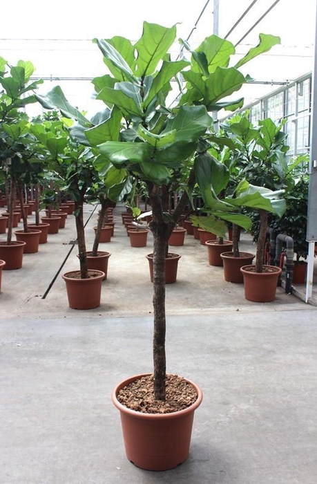 <h4>Ficus lyrata</h4>